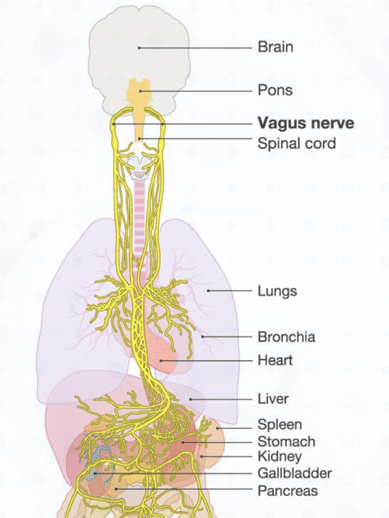 Diagram of a the Vague Nerve