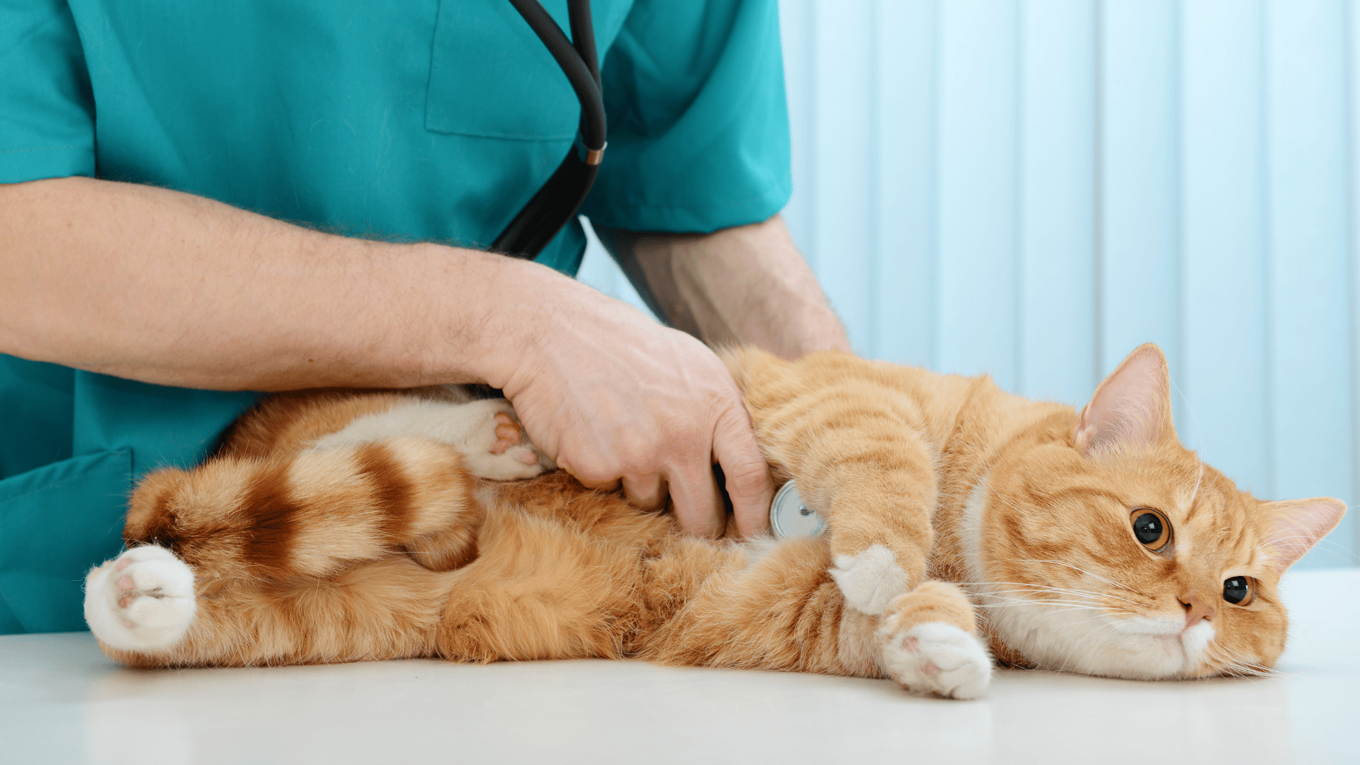 orange cat at the vet