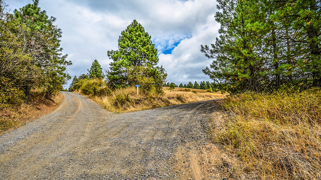 A dirt road forks into two paths