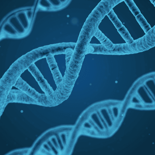 dna strands