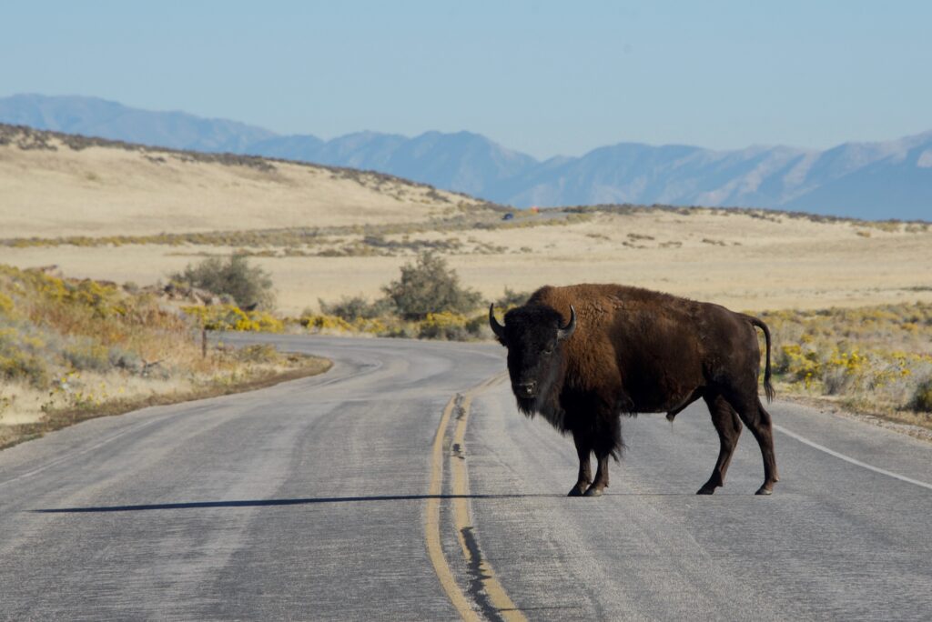 Bison standing in the road